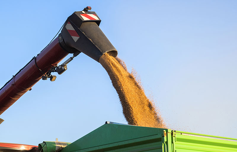 A picture of a grain coming out of a grain auger.
